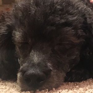 Meet your Posher, Aria